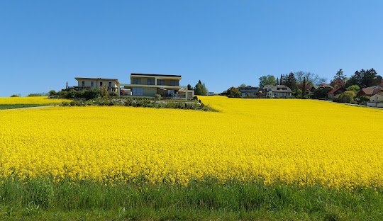 Where to find cannabis or weed in Leonding and also if weed is legal in Leonding.